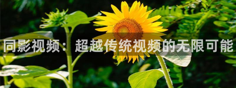 南瓜影院伦理片：同影视频：超越传统视频的无限可能